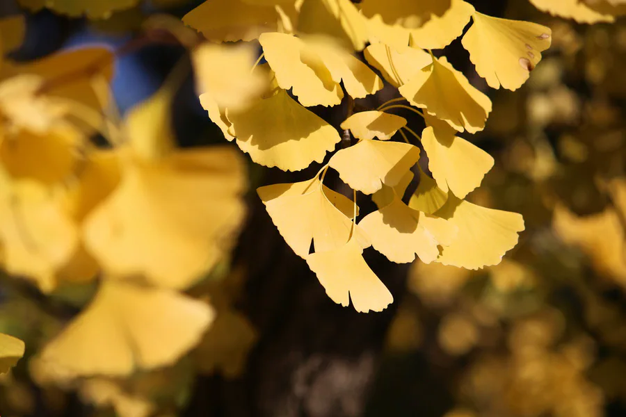 Foglie dorate di ginkgo illuminate dal sole su rami autunnali in Giappone