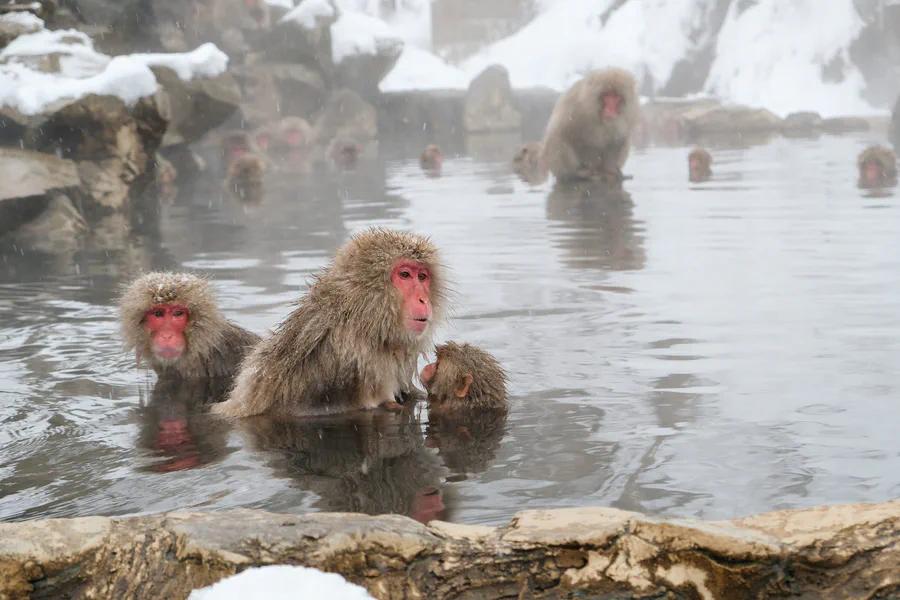 Japanese macaques sitting in a steaming hot spring with snow on the rocks around them
