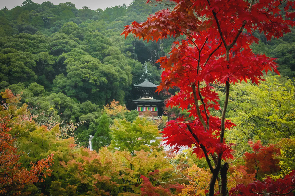 La pagode du temple Eikando entourée d'érables rouges à Kyoto